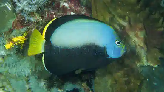 Phantom Angelfish - Captive Bred